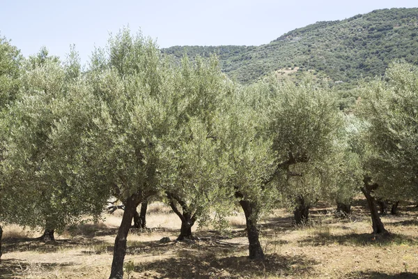 Drzewa oliwne — Zdjęcie stockowe