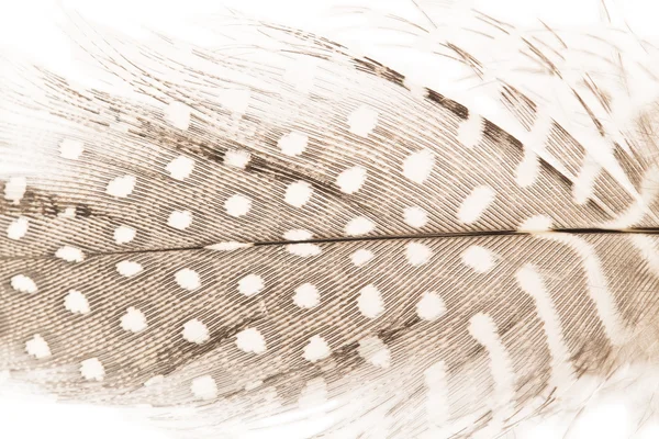クイル羽をクローズ アップ — ストック写真