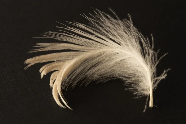 White feather