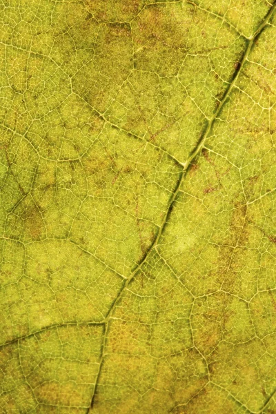 Hoja verde — Foto de Stock