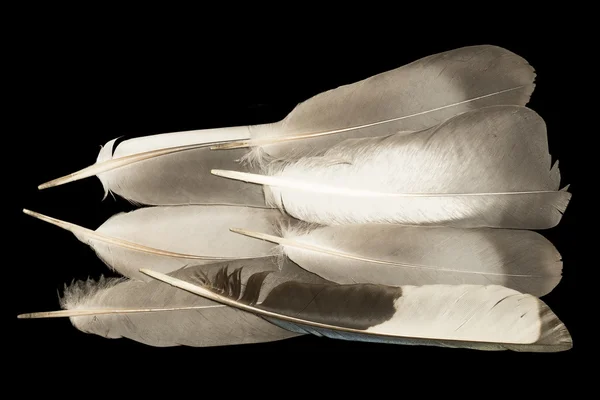 깃털의 배경 — 스톡 사진