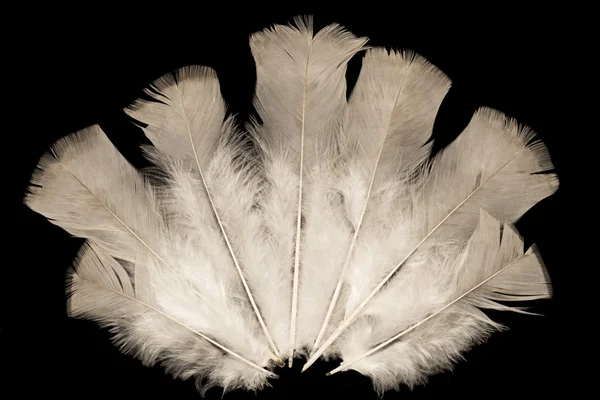 Abanico de plumas encendido —  Fotos de Stock