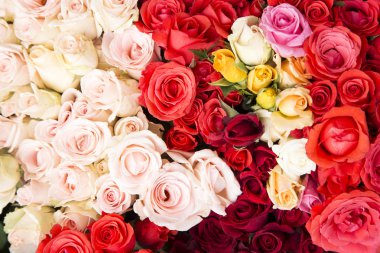 Renkli gül yakın çekim