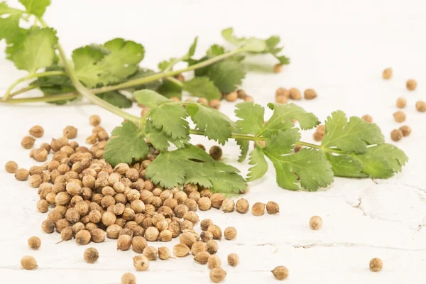 Semi e foglie di coriandolo — Foto Stock
