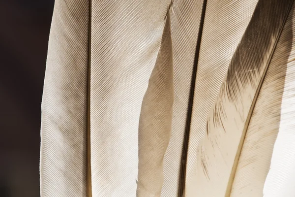 Gray pigeon feathers — Stock Photo, Image