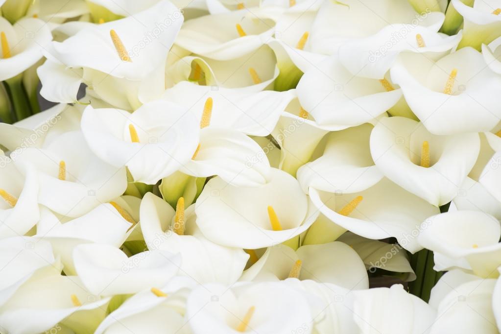 Calla lilies background