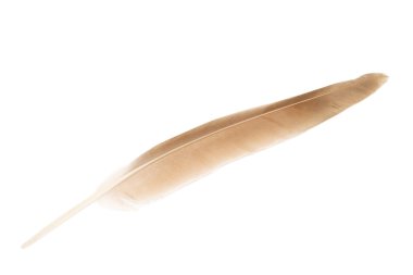 izole kahverengi kuş tüyü