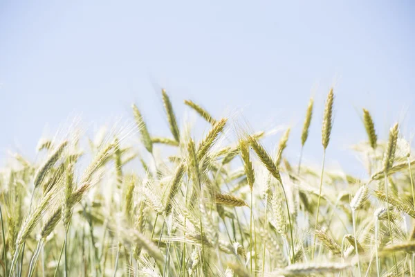 Buğday yakın çekim — Stok fotoğraf