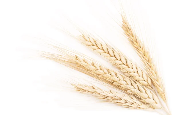 Buğday yakın çekim — Stok fotoğraf