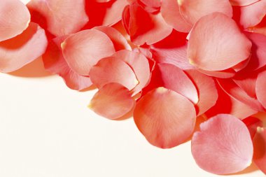 Gül Yaprakları Arkaplanı