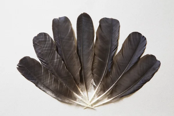 Black feathers background — Stock Photo, Image