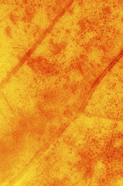 sonbahar yaprak dokusu