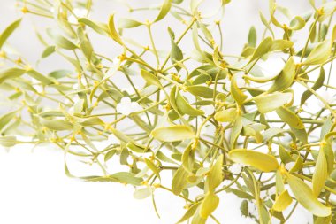 Ökseotu kar üzerinde