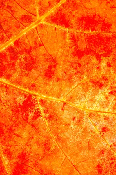 Hoja de otoño naranja — Foto de Stock