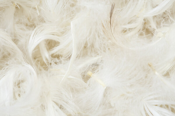 White feathers close up