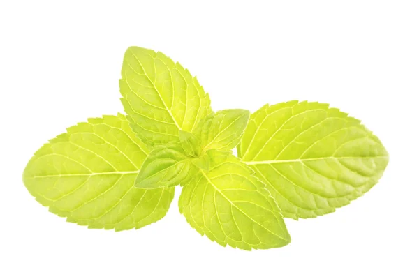 Mint isolated on white — Stock Photo, Image