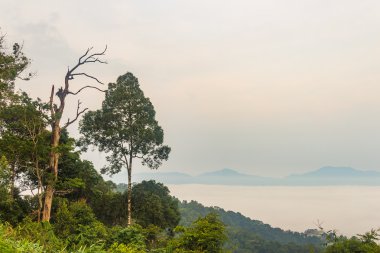 Sabah sis ve ağaç üst yağmur ormanlarında, Kaengkrachan Ulusal pa