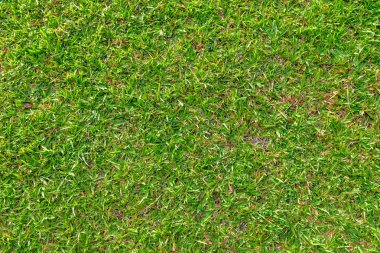 taze yeşil çimen dokusu