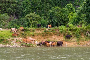 Kırsal Tayland sulama bir su birikintisi üzerinde ineklerin sürüsü.