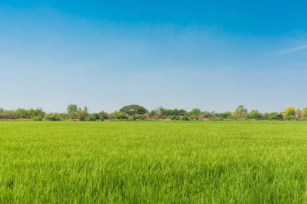 Campo di riso verde e cielo azzurro chiaro su sfondo . — Foto Stock