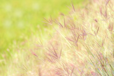 Çimen çiçek alan arka plan.