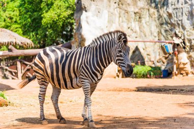 Hayvanat bahçesinde Afrika zebra.