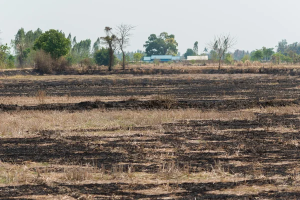 Güneşli günde yaktıktan sonra pirinç alan.