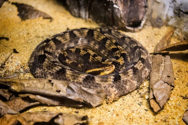 Serpent vipère de la fosse malaisienne sur sable et feuilles sèches . — Photo