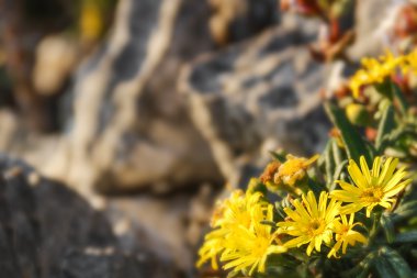 doğanın güzel sarı çiçekler.