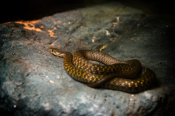 Cobra-de-bico-amarelo (Xenochrophis sanctijohanis ) — Fotografia de Stock