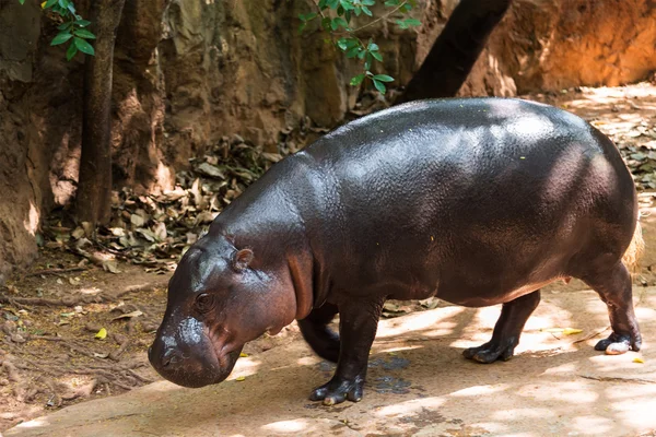 Hippopotame pygmée - Hexaprotodon liberiensis — Photo