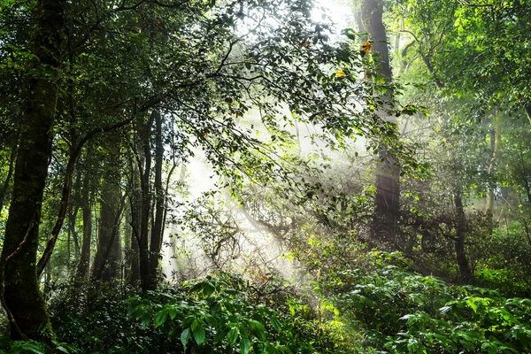 Rain forest on a misty  morning and sunrise. — Stock Photo, Image