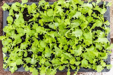 Salata çatalı sebze çiftliğinde büyüyen marul.