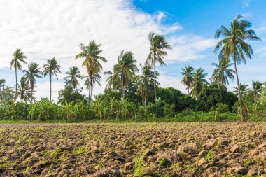 Hindistan cevizi palmiye ağaçları ve tropik gökyüzü arka plan üzerinde.