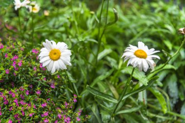 Ekili papatya Çiçek bahçesinde. 