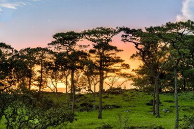 çam ormanı renkli günbatımı karşı.