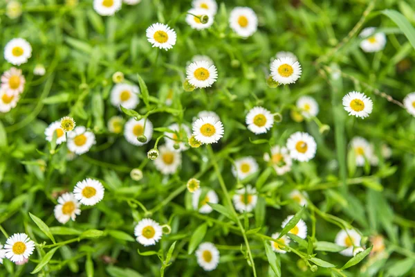 Kleine Gänseblümchen auf einer grünen Wiese. Selektiver Fokus. lizenzfreie Stockbilder