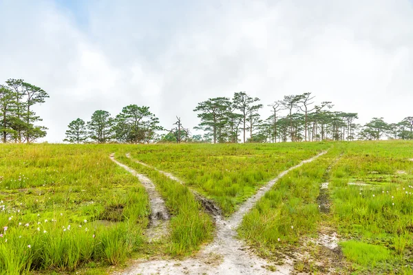 Çam ormanları ve çayır ile manzara