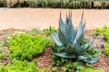 Bahçe tesisinde çöl