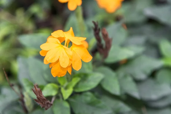 Flores de laranja no jardim — Fotografia de Stock