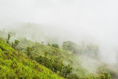 Sisli yağmur ormanı sabahı bir ulusal parkta bir dağ yamacında.