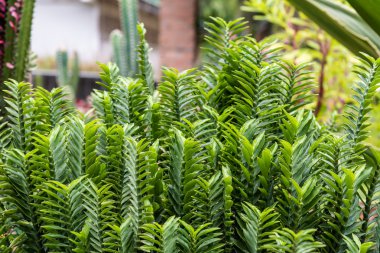 çöl bitkinin yaprak yeşil