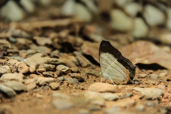 A white and brown butterfly. — Stock Photo, Image