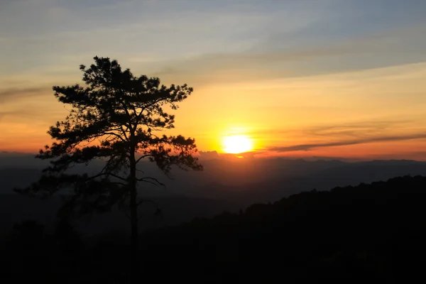 Σιλουέτα του δέντρου πεύκων στο ηλιοβασίλεμα. — Φωτογραφία Αρχείου