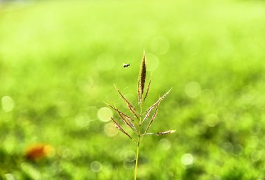 yabani ot parlak günbatımı counterlight