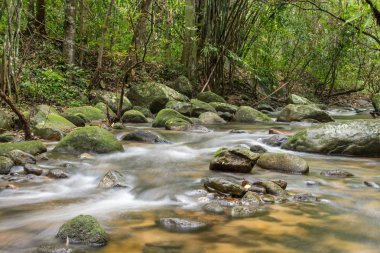 Nehir içinde dağ yağmur ormanı.