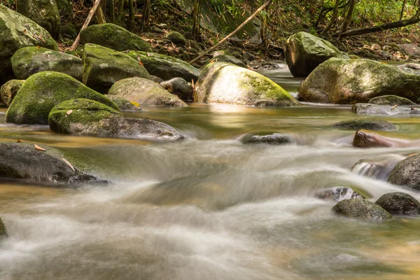 Nehir içinde dağ yağmur ormanı.