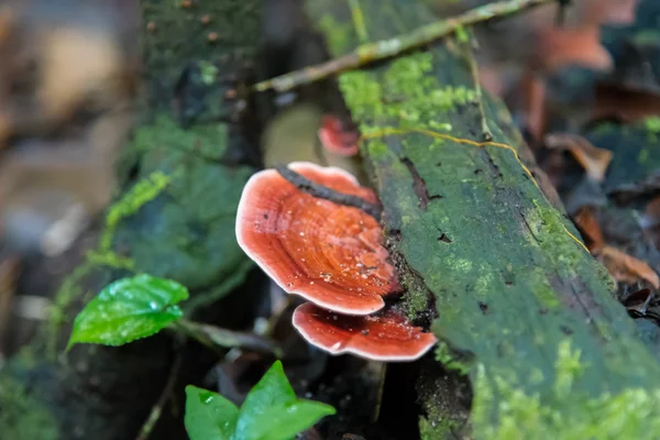 Svamp på träd mot bakgrund av den djupa skogen. — Stockfoto