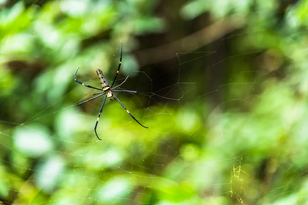 Spider sur toile d'araignée après pluie — Photo