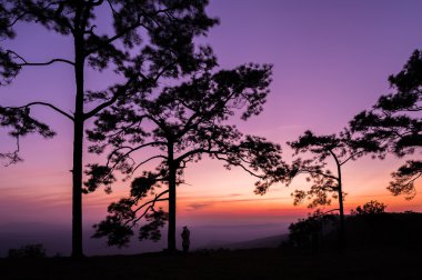 Ağaç ve gün batımı görünümü zevk için cliff üzerinde duran kadın silüeti. Phukradung Tayland.